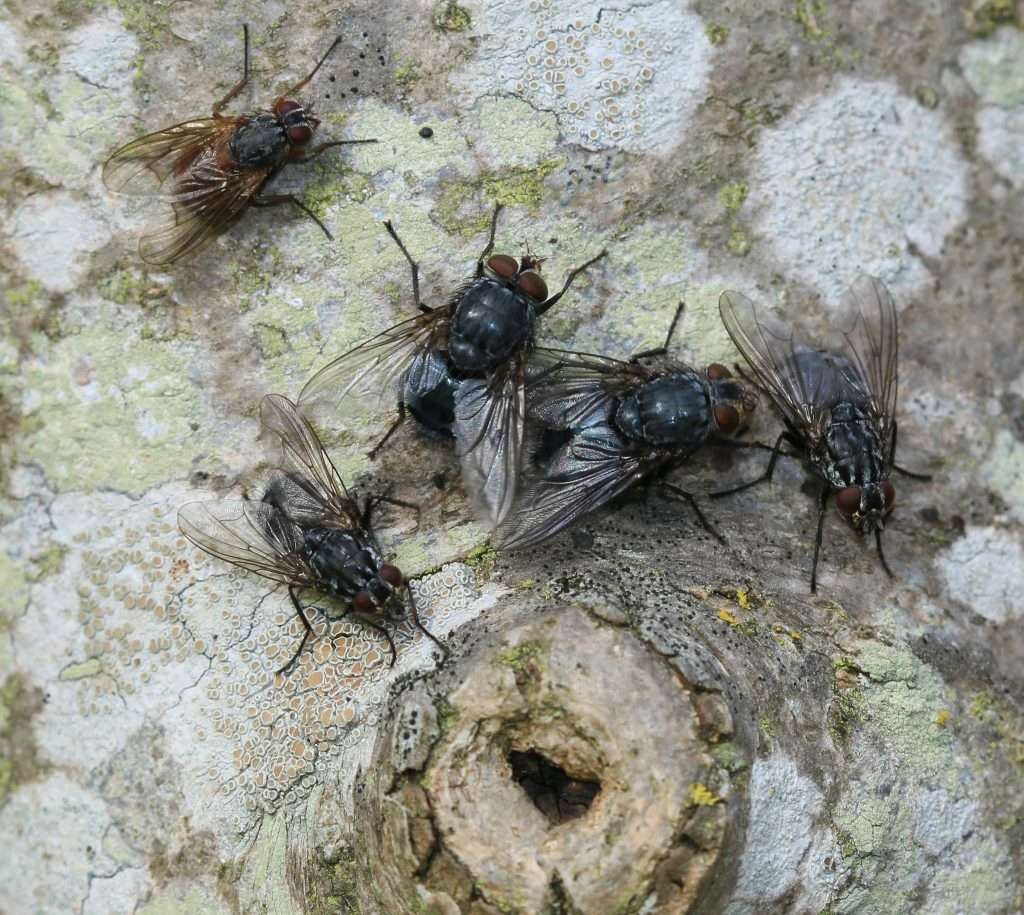 Pest Control, Best Pest Control in Hamilton and Taupo, Hamilton and Taupo Professional Pest Control 