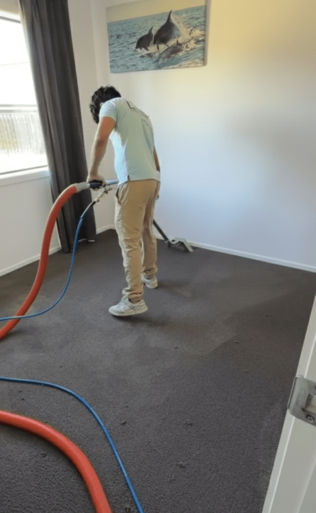 carpet stain remover, Carpet Stain removal hamilton, Best carpet stain remover Hamilton , Hamilton carpet stain removal service,how to remove stains from carpet 