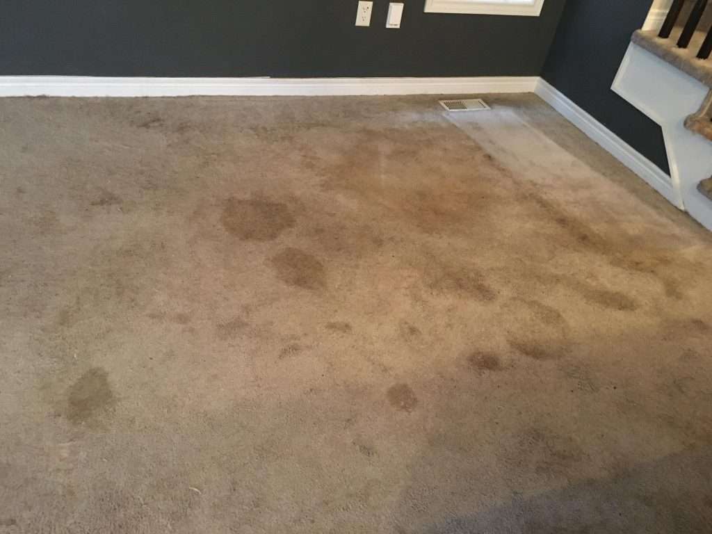 Pet Urine and Odour Removal Hamilton, Hamilton pet stains treatment ,Hamilton Pet Urine & Odour Remover, hamilton Odour removal 
