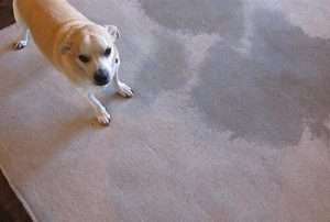 Pet Urine and Odour Removal Hamilton, Hamilton pet stains treatment ,Hamilton Pet Urine & Odour Remover, hamilton Odour removal 
