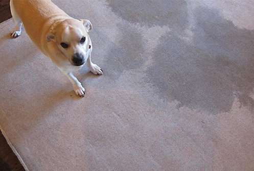 Hamilton area rug cleaning, best rug cleaning hamilton, Hamilton Rug Cleaner